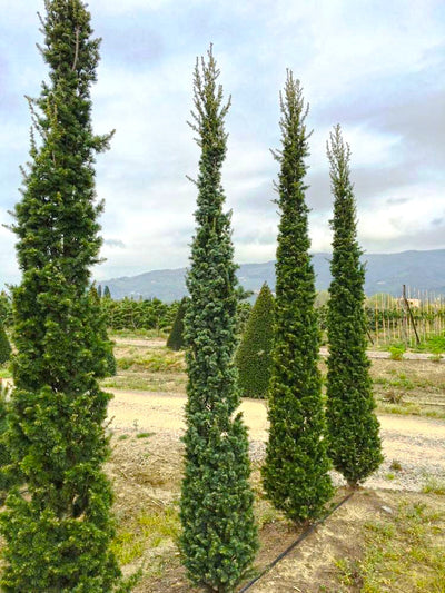 CEDRUS atlantica 'Glauca Fastigiata'