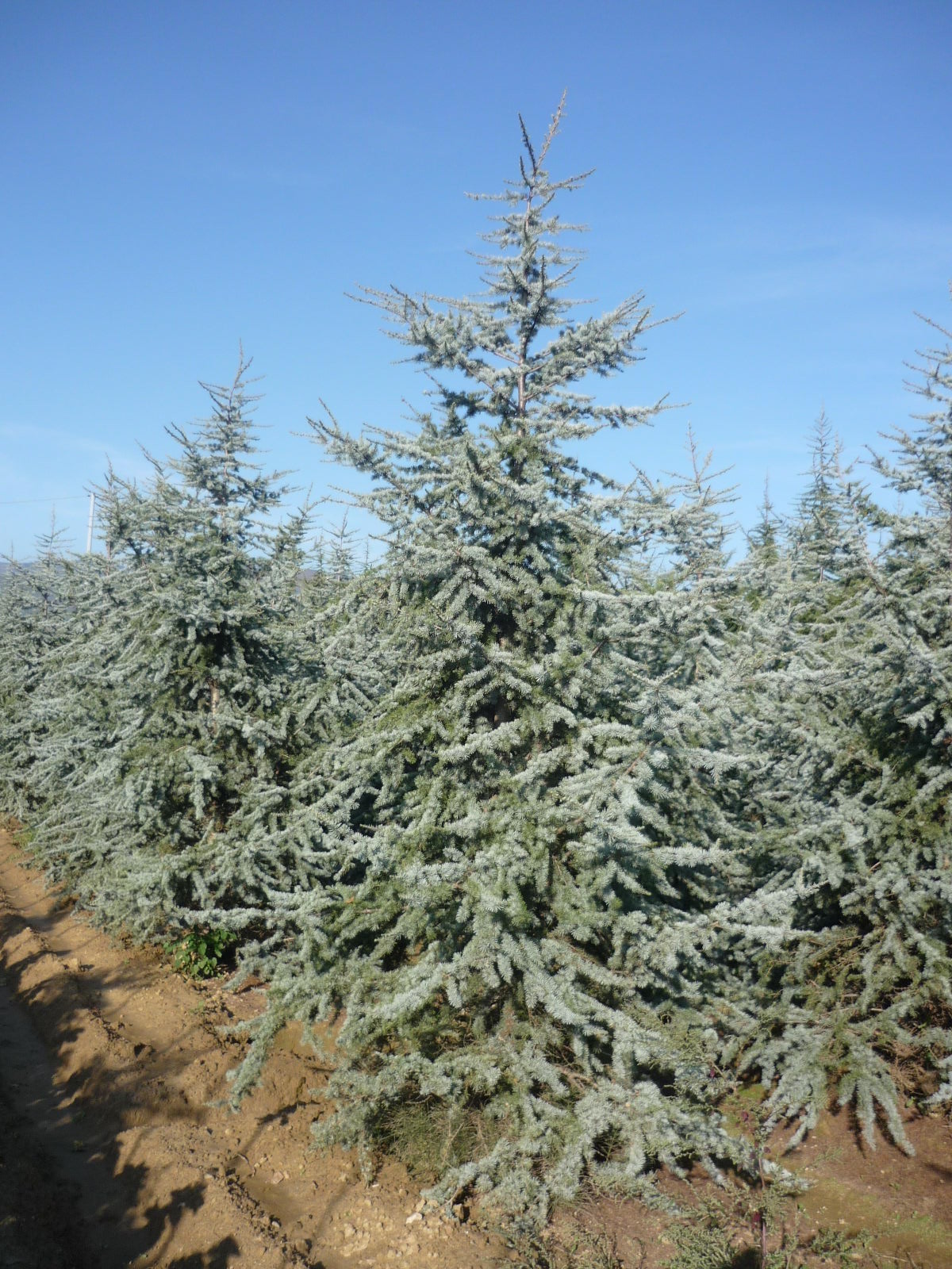 CEDRUS atlantica 'Glauca'