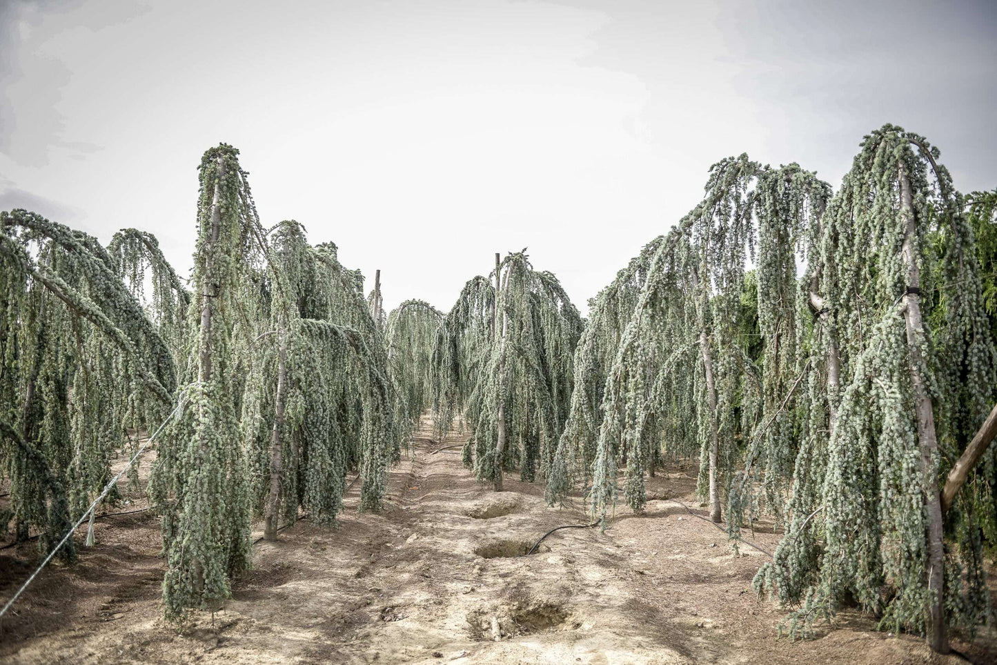 CEDRUS atlantica 'Glauca Pendula'