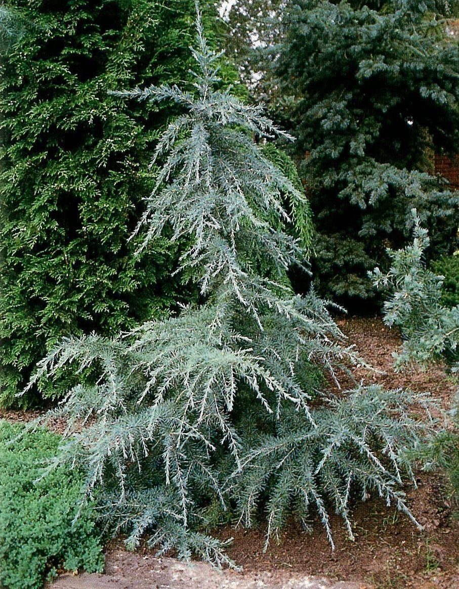 CEDRUS deodara 'Blue Triumph'