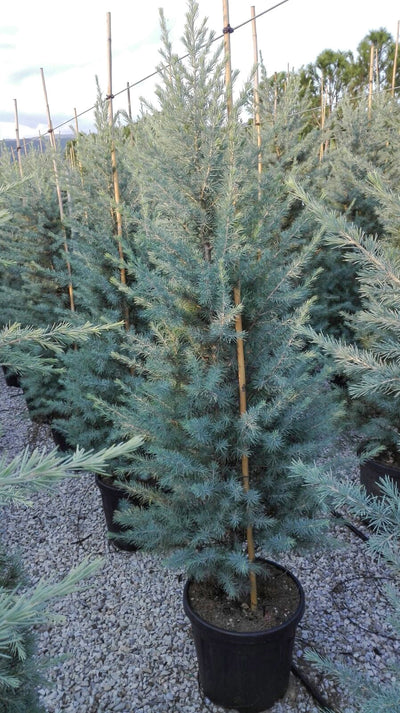 CEDRUS deodara 'Electra Blue'