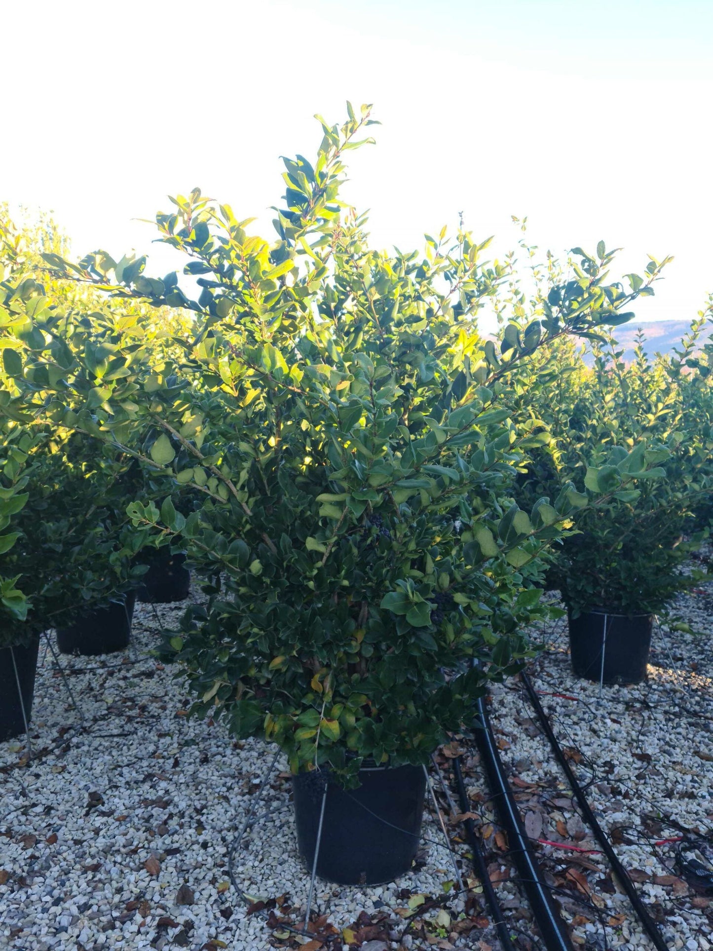 LIGUSTRUM texanum 'Fastigiata'