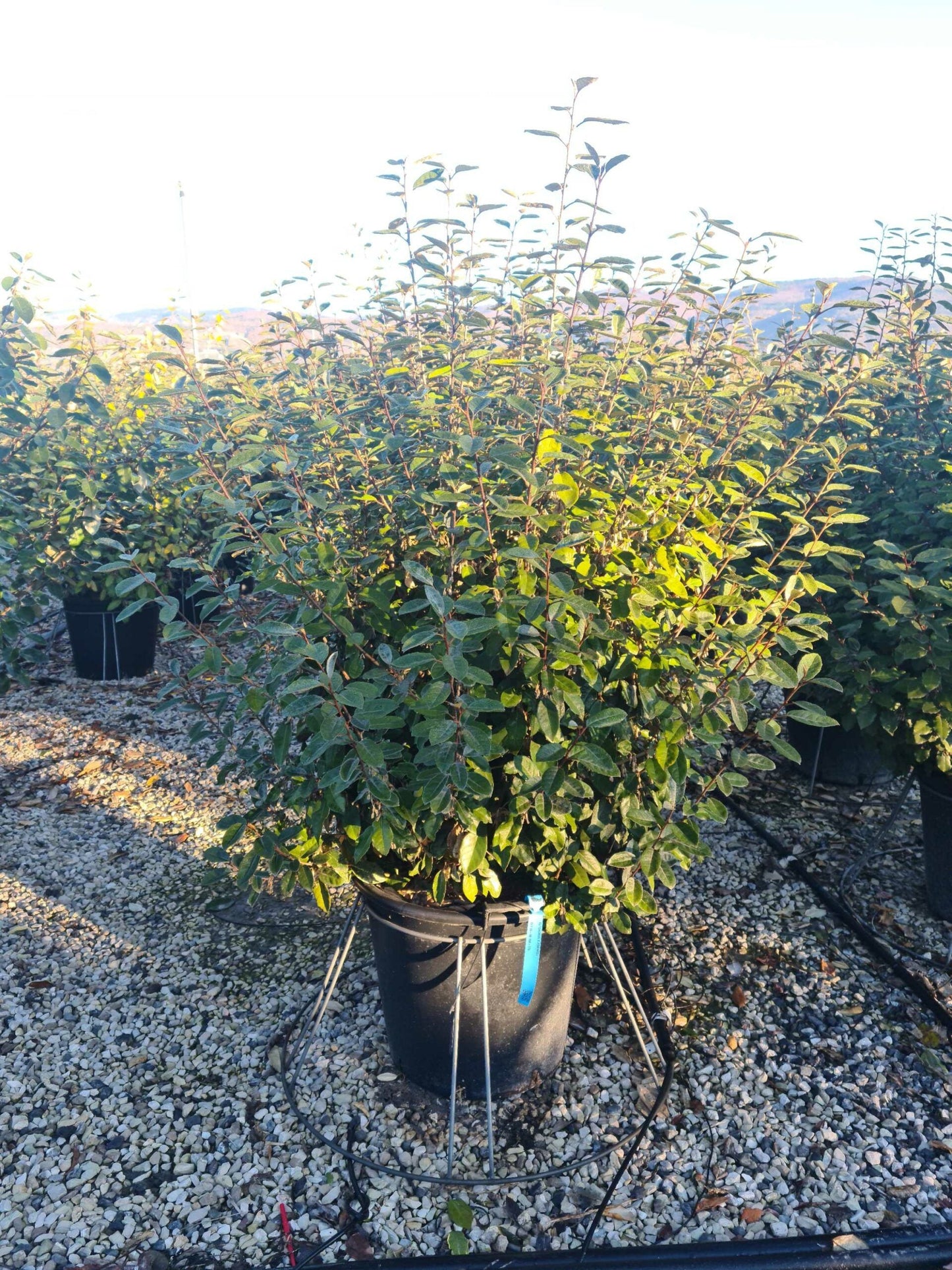 ELAEAGNUS x ebbingei 'Compacta'