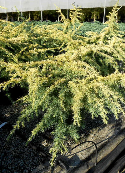 CEDRUS deodara 'Golden Horizon'
