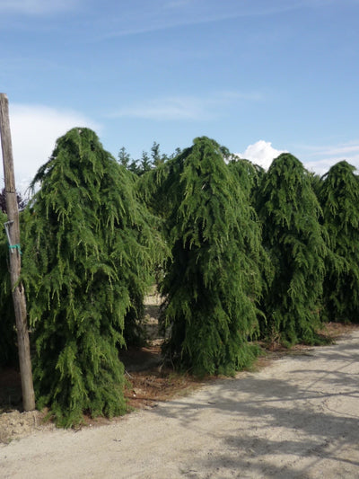 CEDRUS deodara 'Pendula'