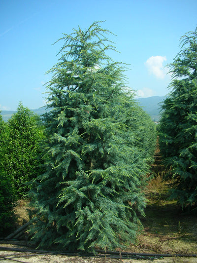 CEDRUS deodara 'Robusta Glauca'