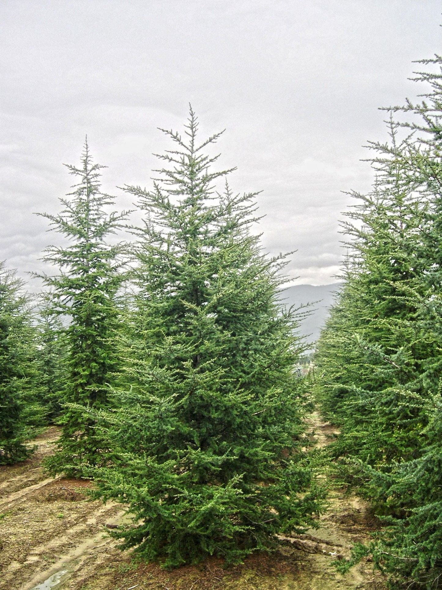 CEDRUS libani