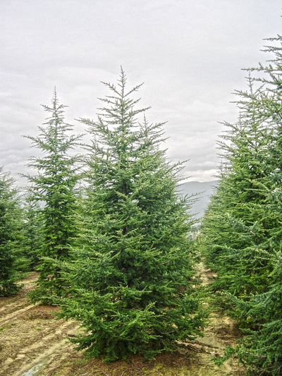 CEDRUS libani