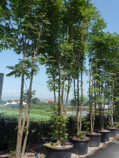 CEDRELA sinensis
