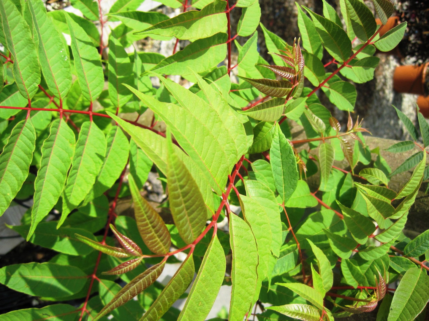 CEDRELA sinensis 'Flamingo'