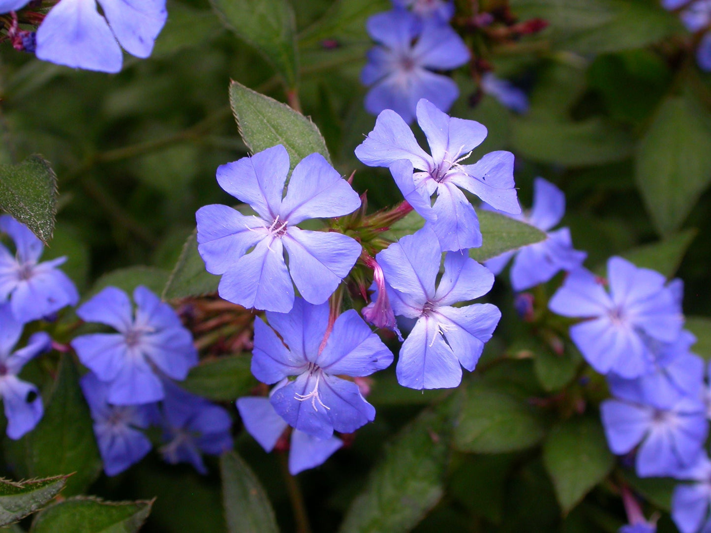 CERATOSTIGMA willmottianum