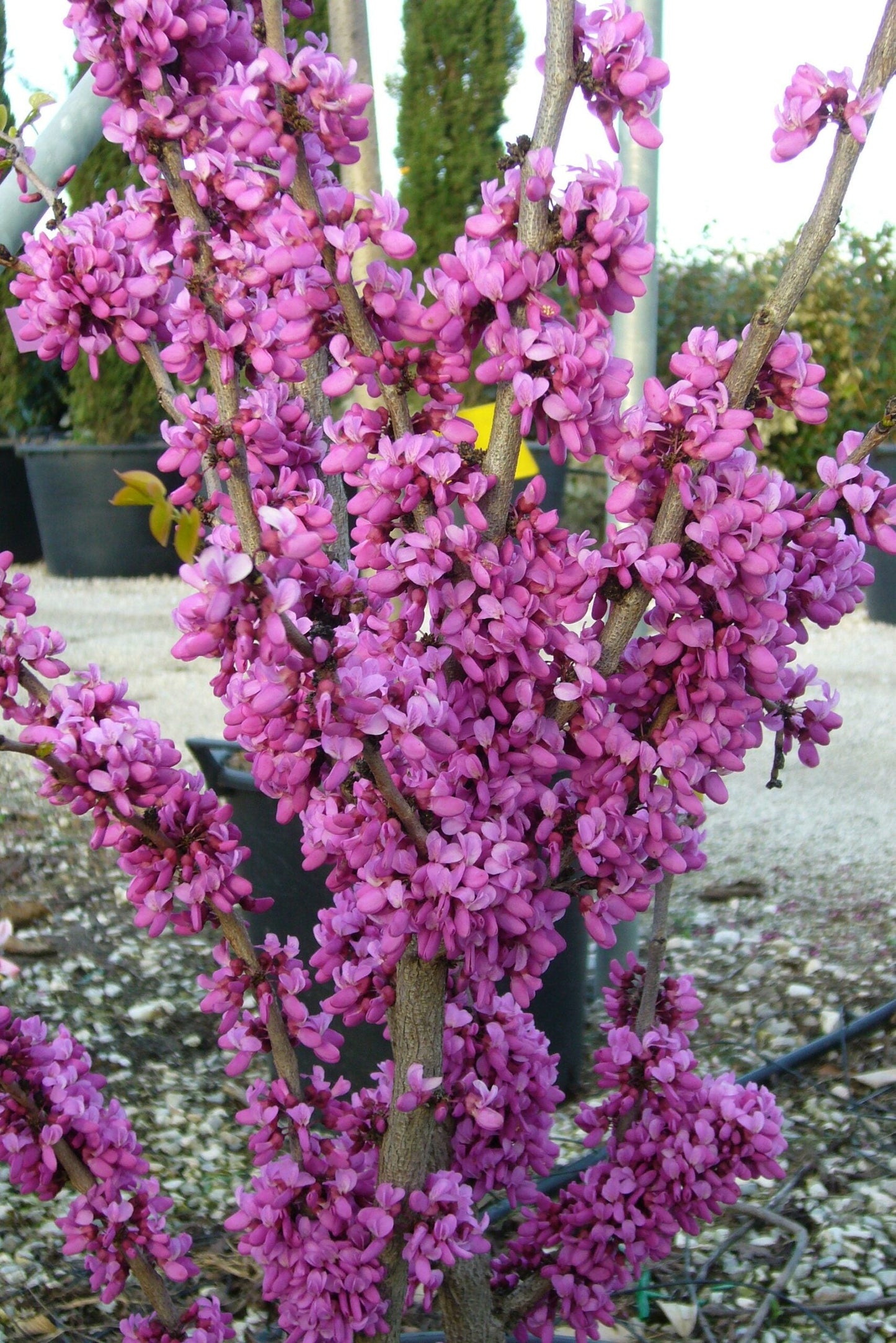 CERCIS chinensis 'Avondale'