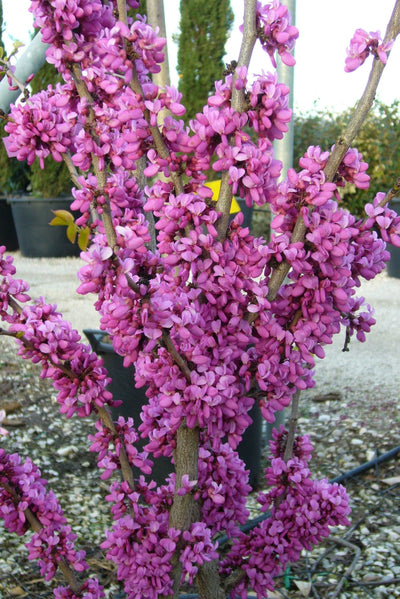 CERCIS chinensis 'Avondale'