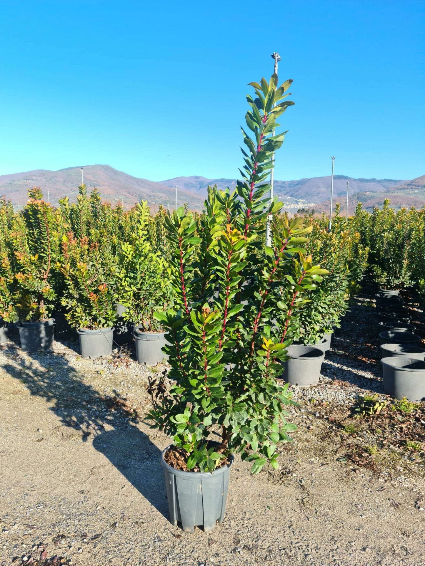 ARBUTUS unedo 'Compacta'