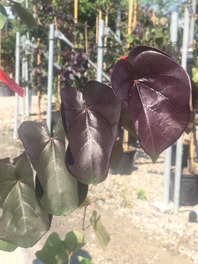 CERCIS canadensis 'Merlot' ®
