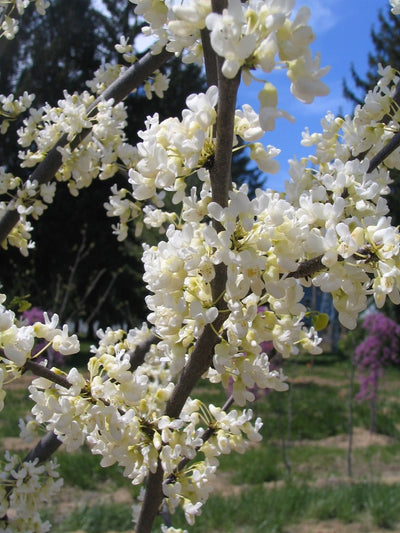 CERCIS canadensis 'Texas White'