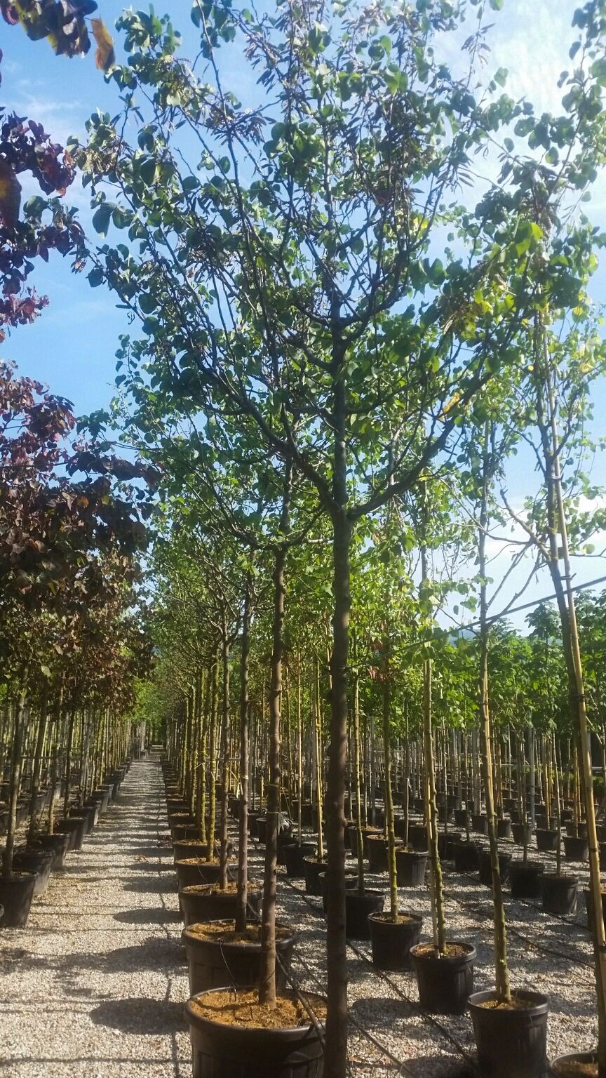 CERCIS siliquastrum