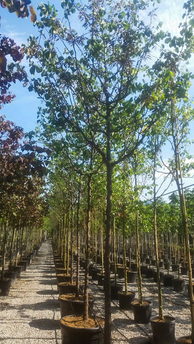 CERCIS siliquastrum
