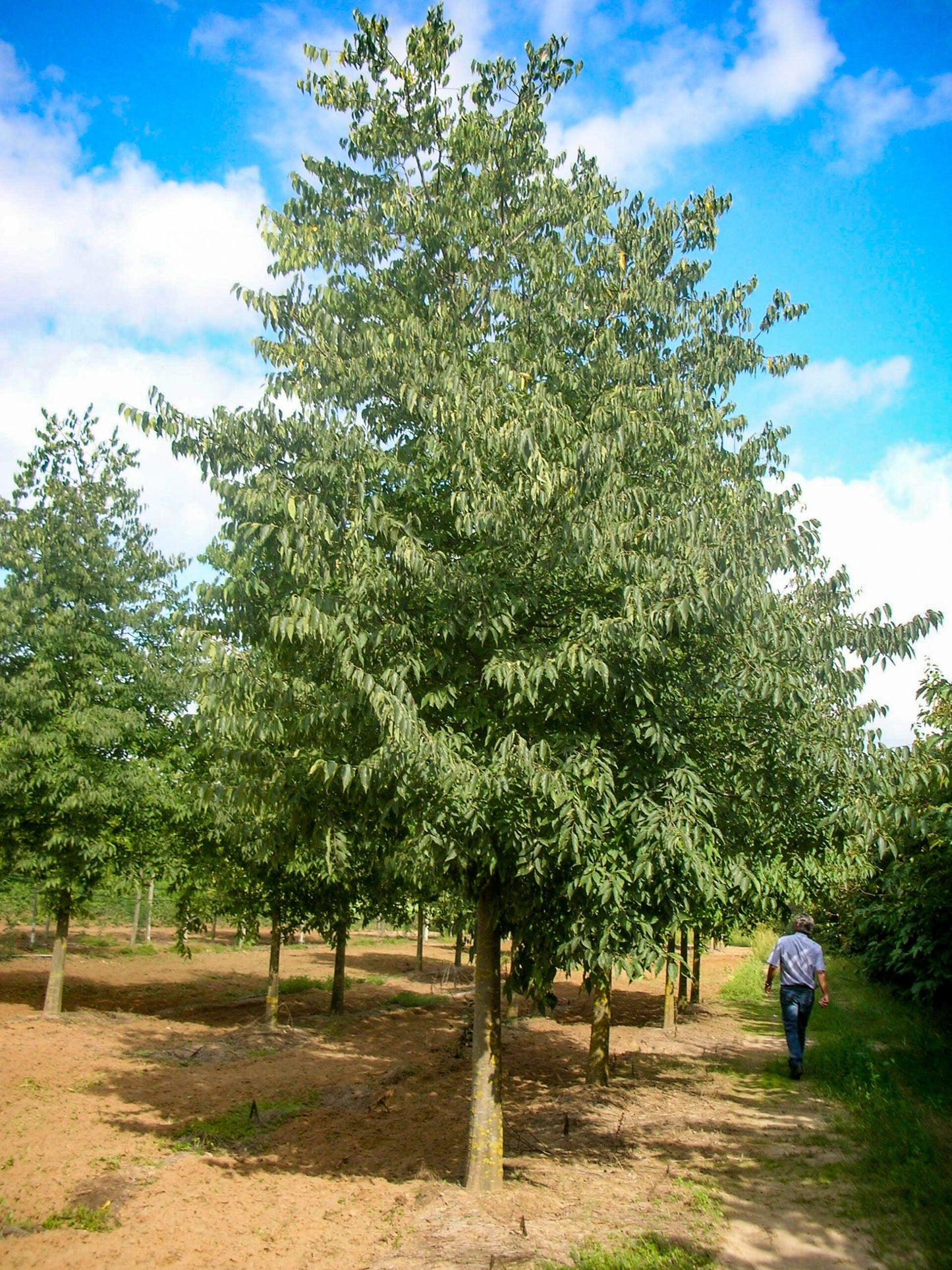 CELTIS australis