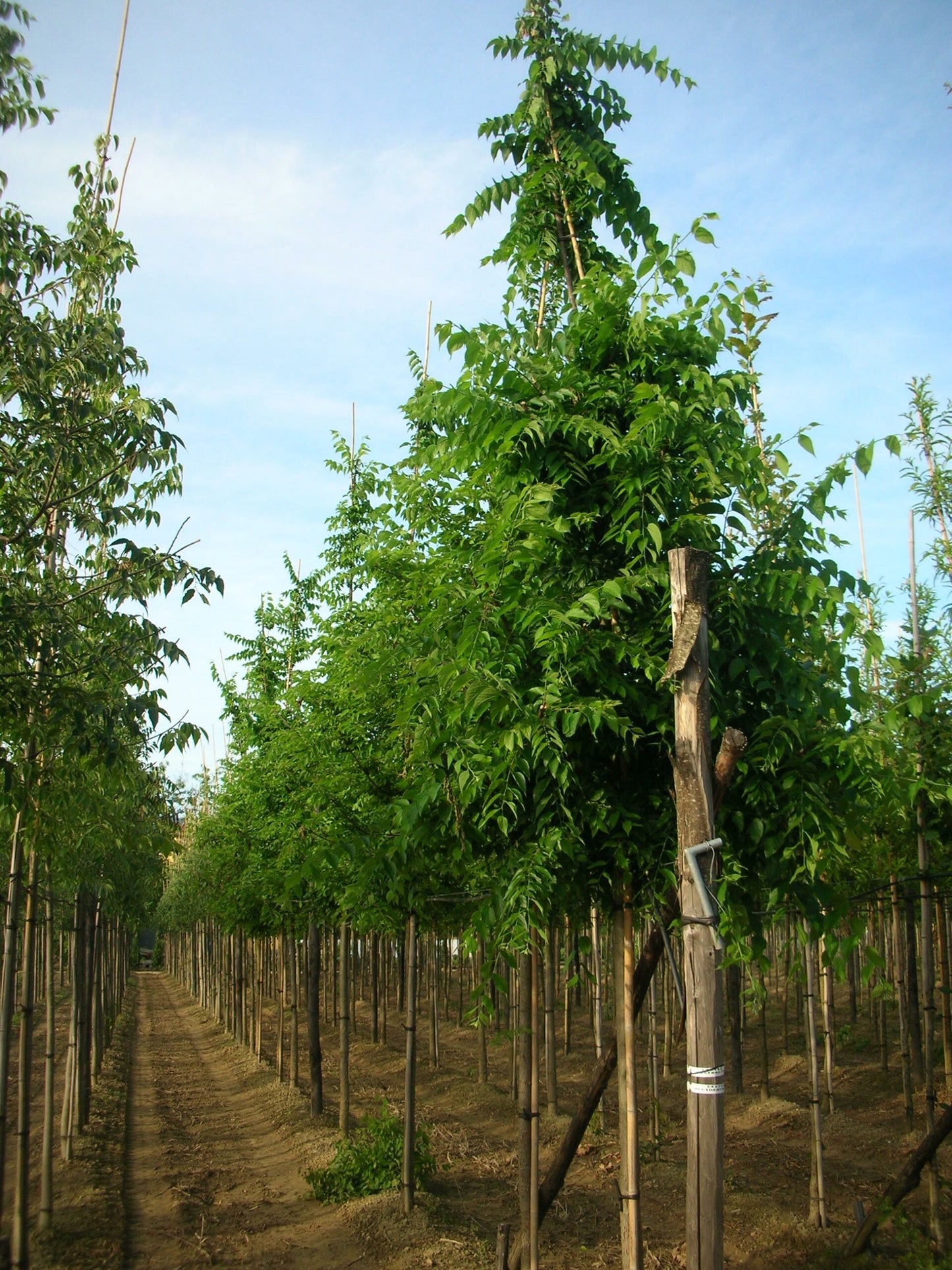 CELTIS occidentalis