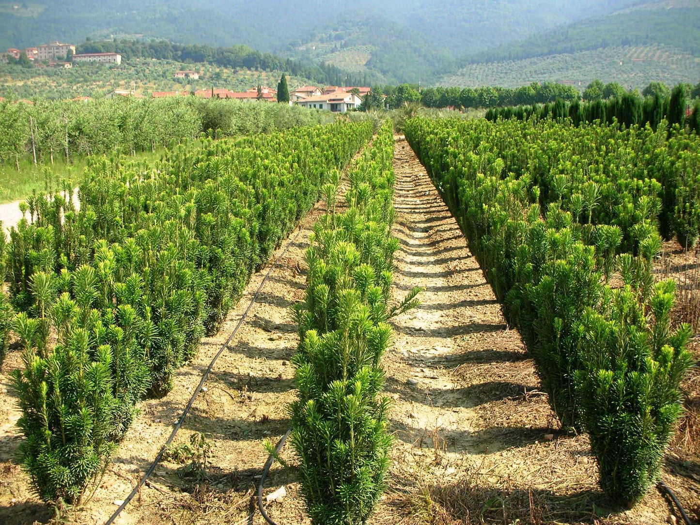 CEPHALOTAXUS harringtonia 'Fastigiata'