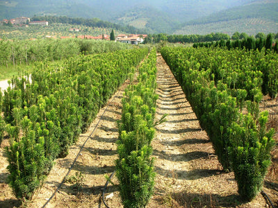 CEPHALOTAXUS harringtonia 'Fastigiata'