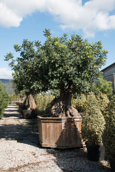 CERATONIA siliqua