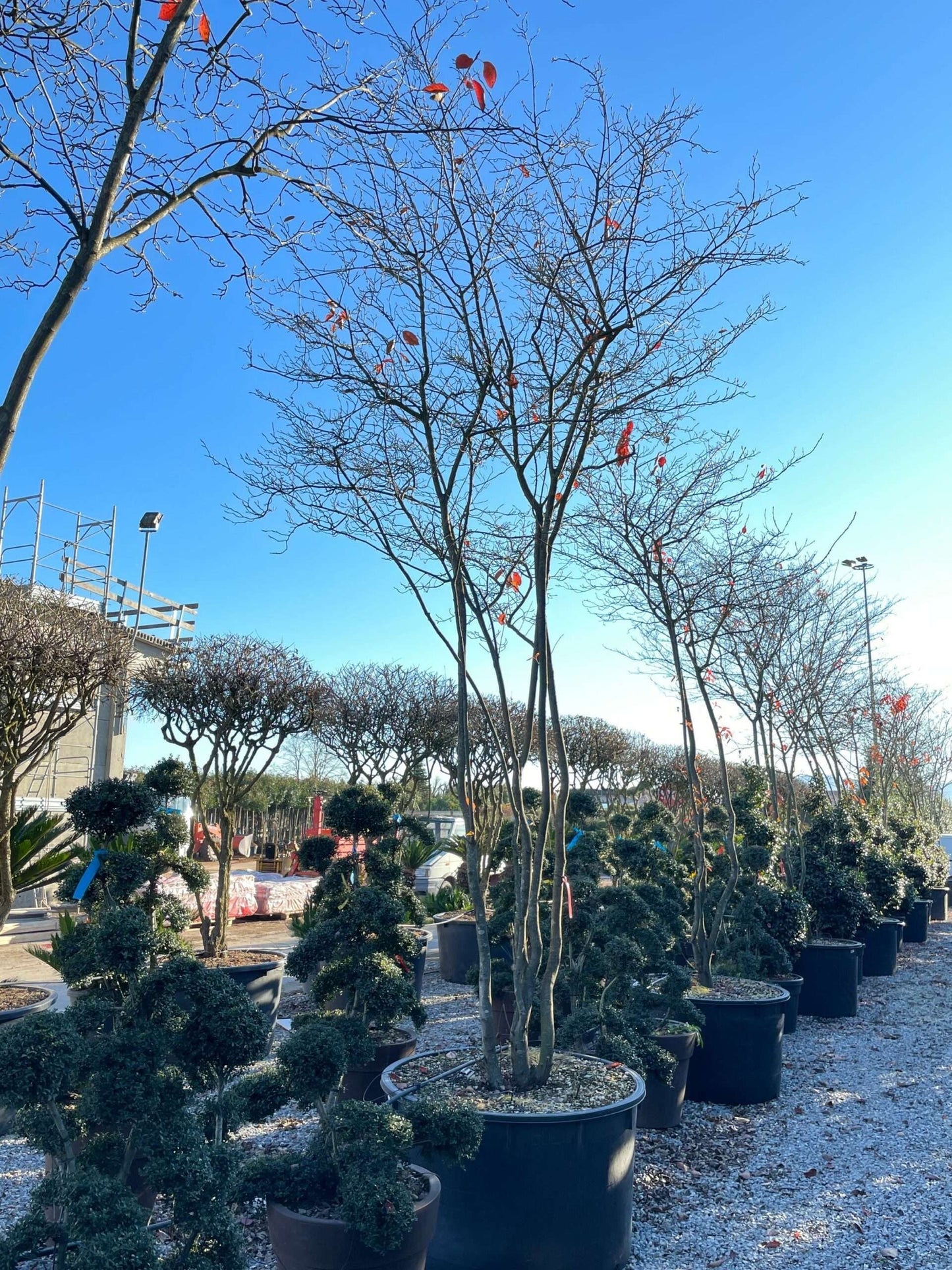 AMELANCHIER ovalis
