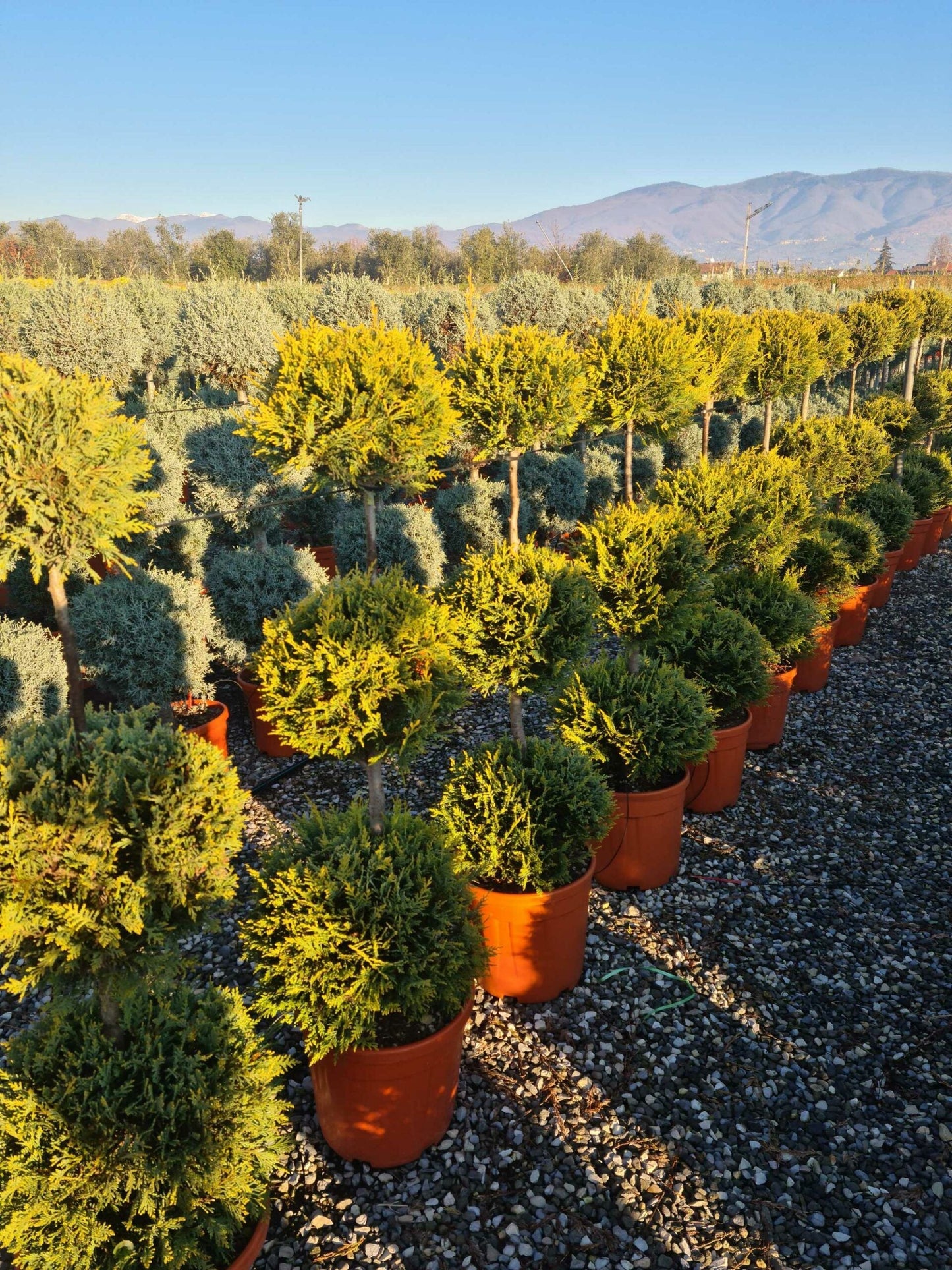 CUPRESSOCYPARIS leylandii 'Excalibur Gold' ®