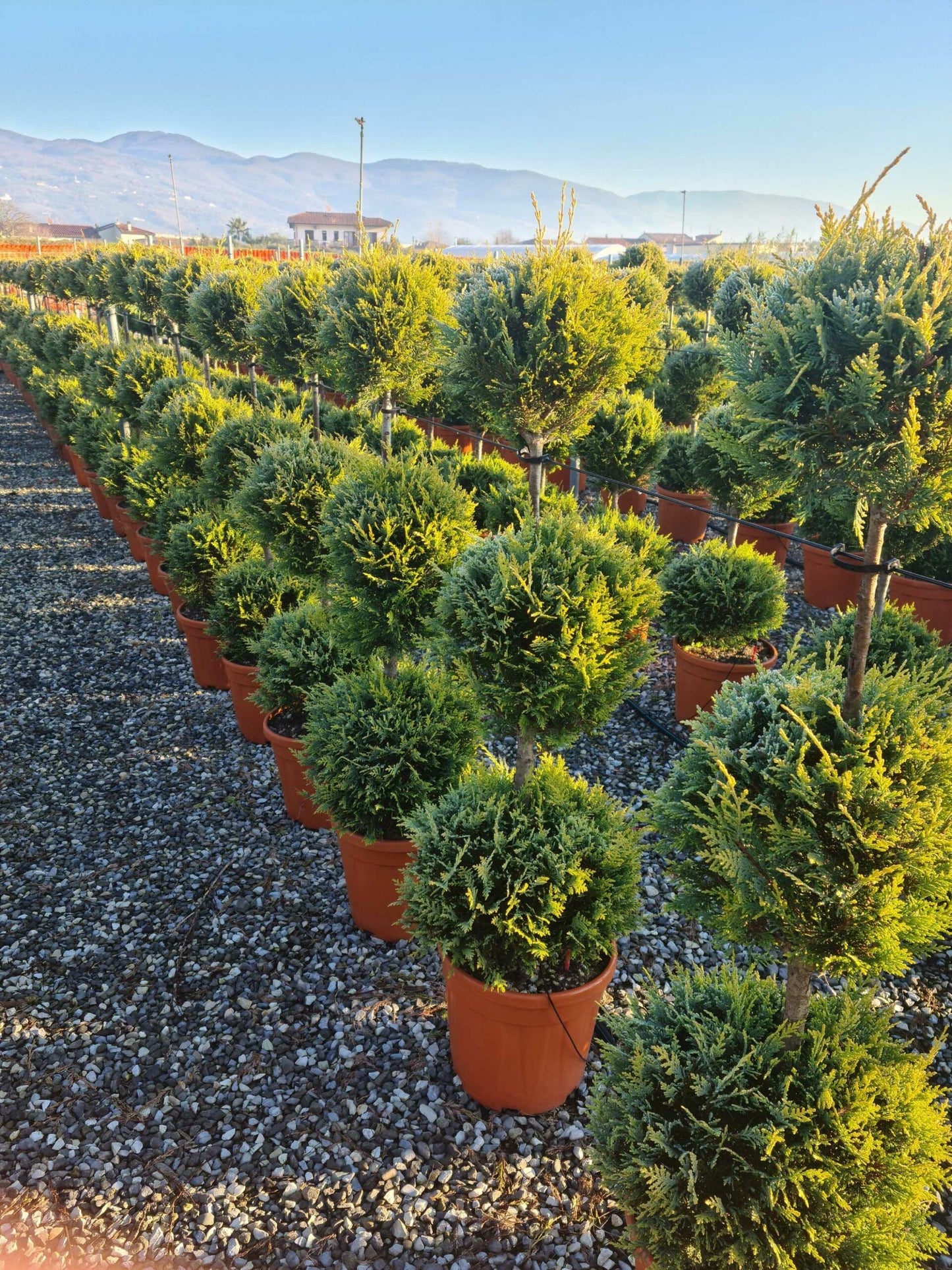 CUPRESSOCYPARIS leylandii 'Excalibur Gold' ®