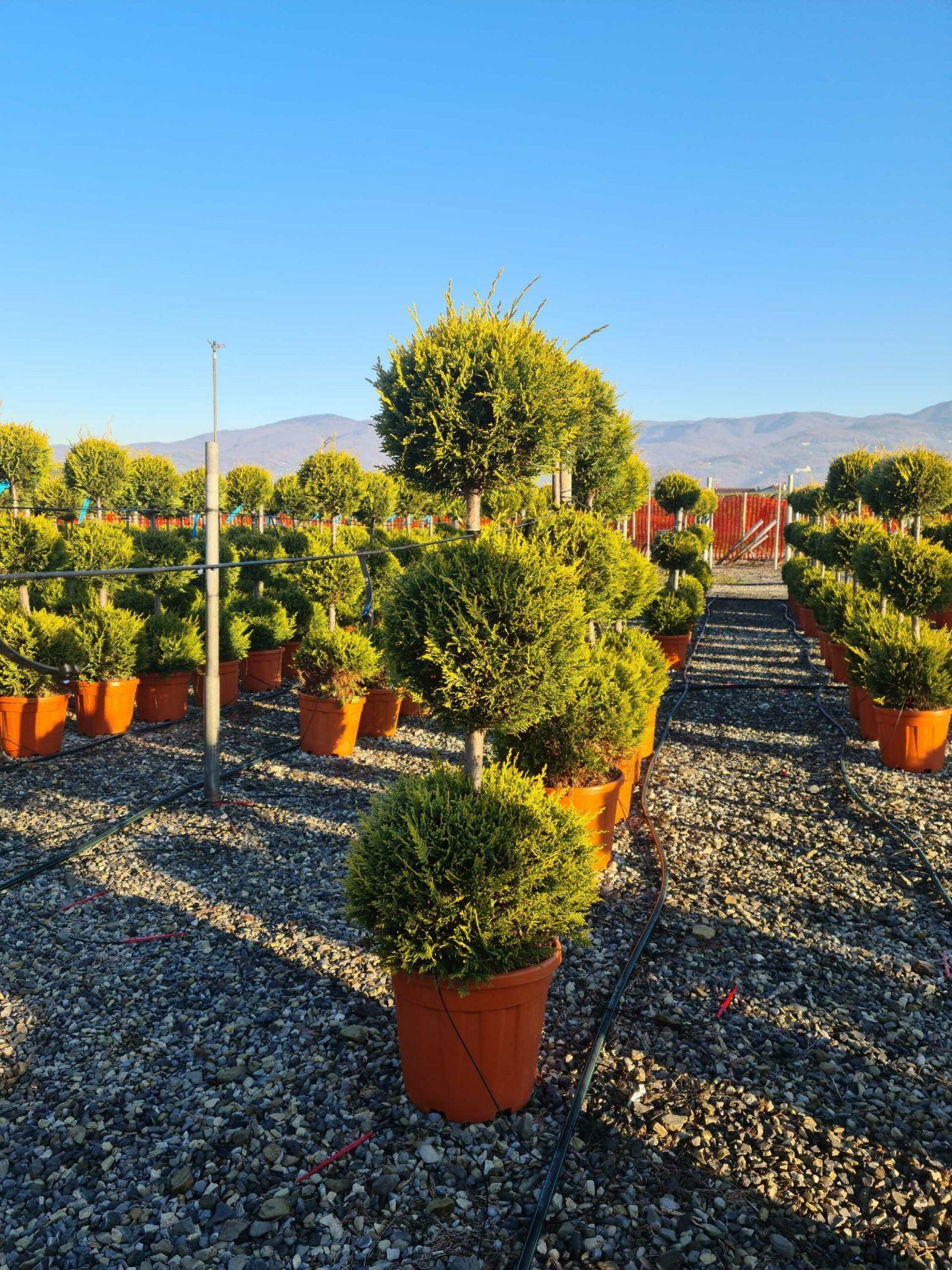 CUPRESSOCYPARIS leylandii 'Excalibur Gold' ®