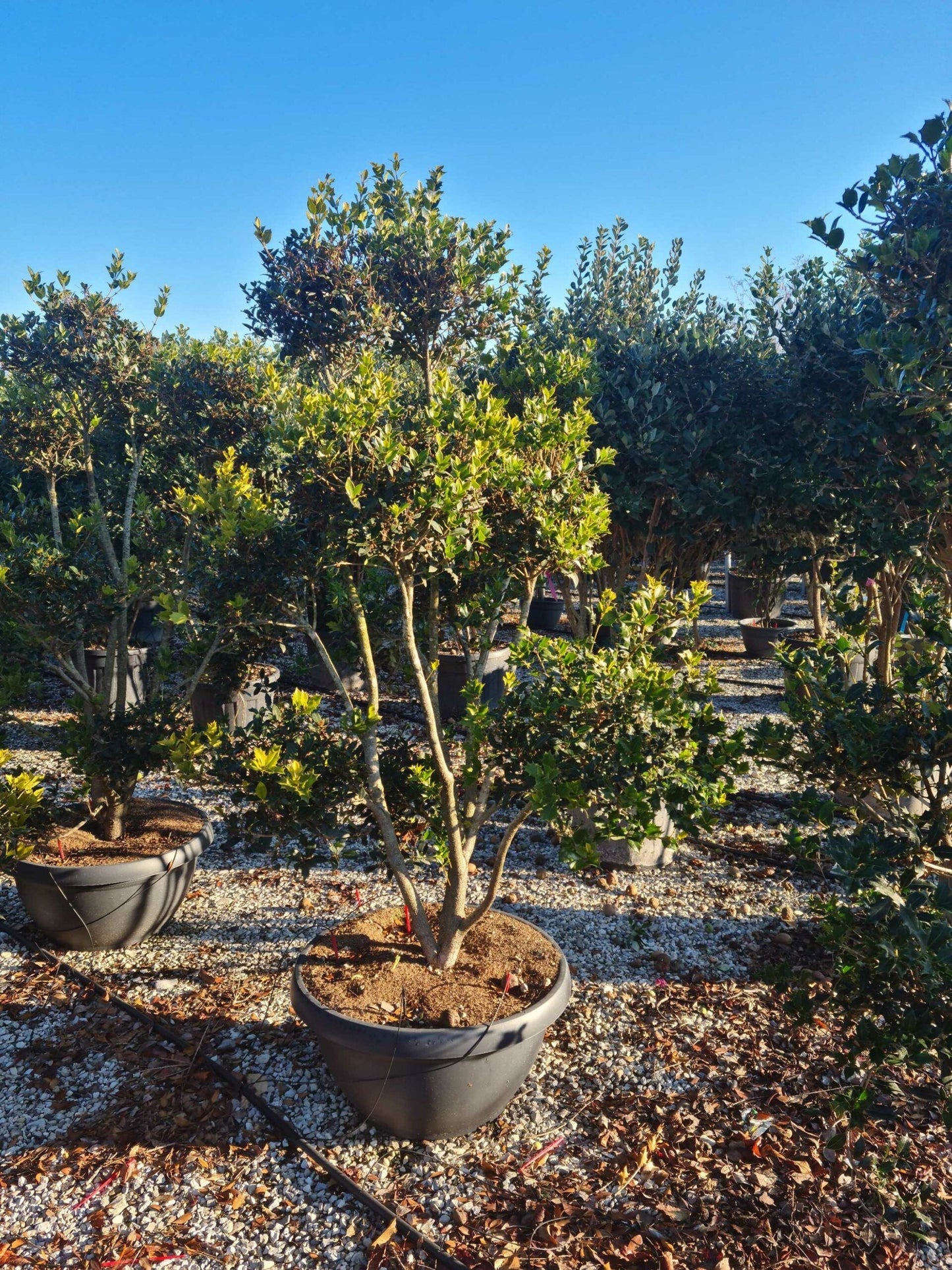 OSMANTHUS heterophyllus 'Giulfti'