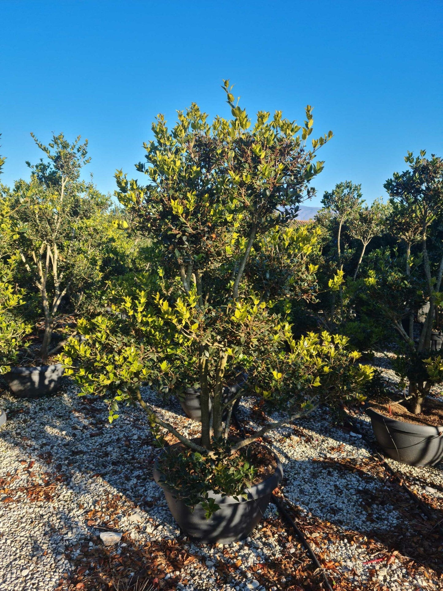 OSMANTHUS heterophyllus 'Giulfti'