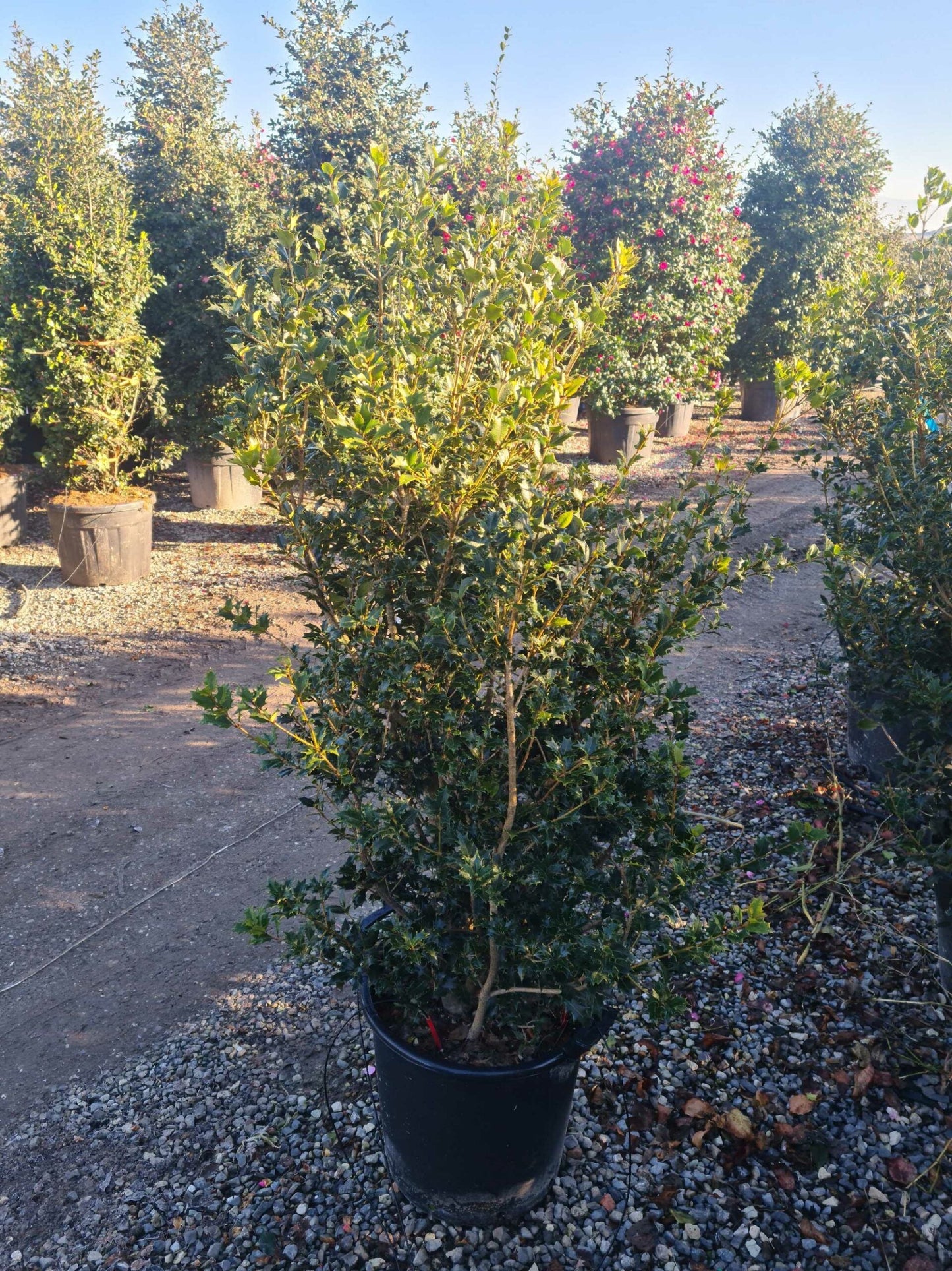 OSMANTHUS heterophyllus 'Giulfti'