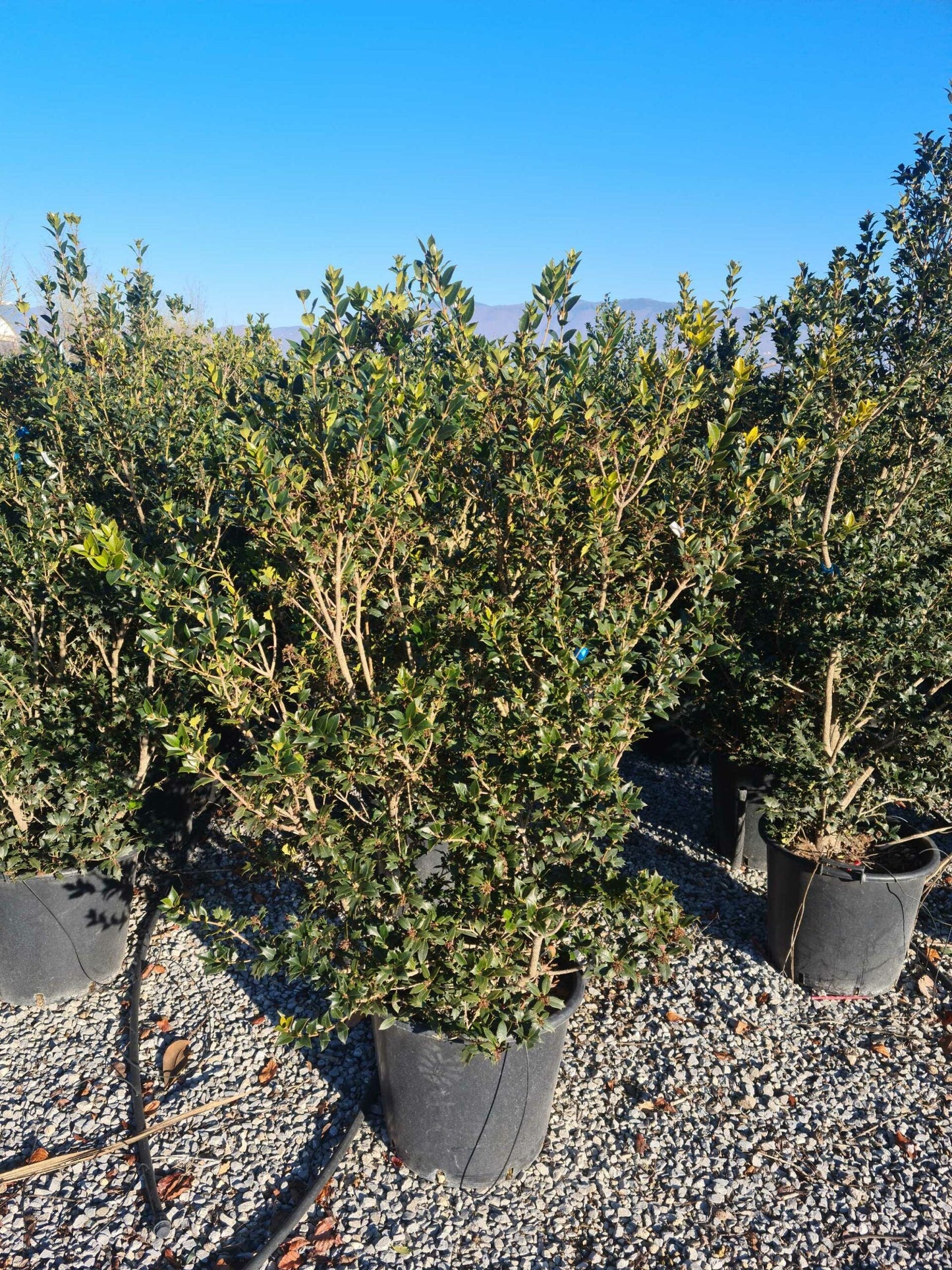 OSMANTHUS heterophyllus 'Giulfti'