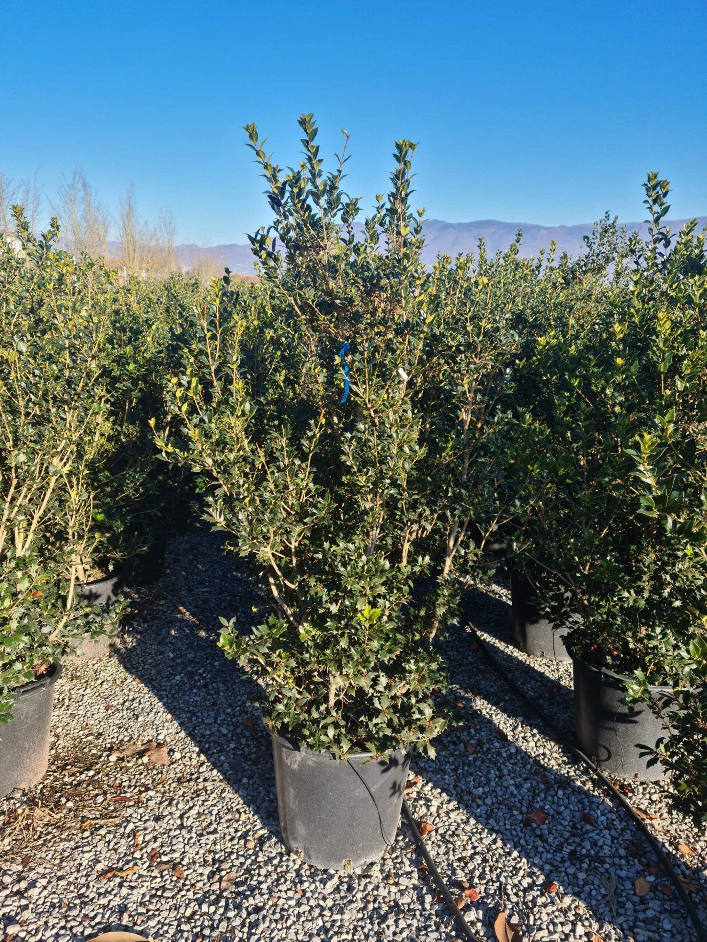 OSMANTHUS heterophyllus 'Giulfti'