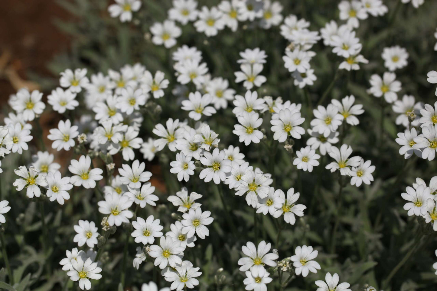 CERASTIUM tomentosum