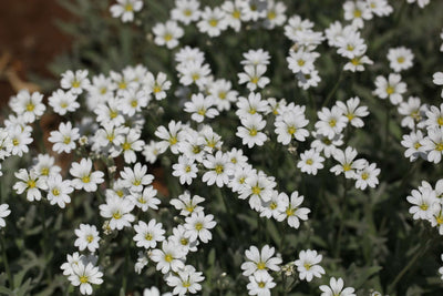 CERASTIUM tomentosum