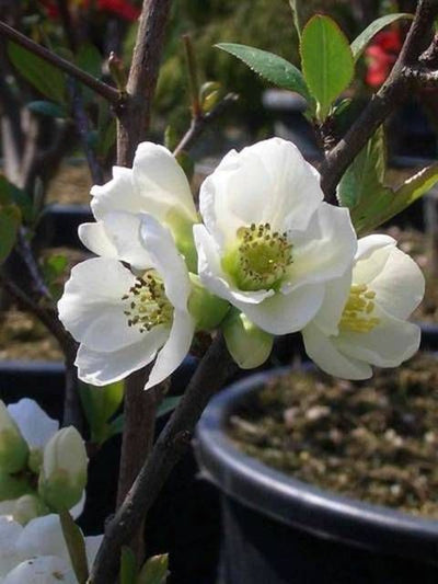 CHAENOMELES japonica 'Grand Alba'
