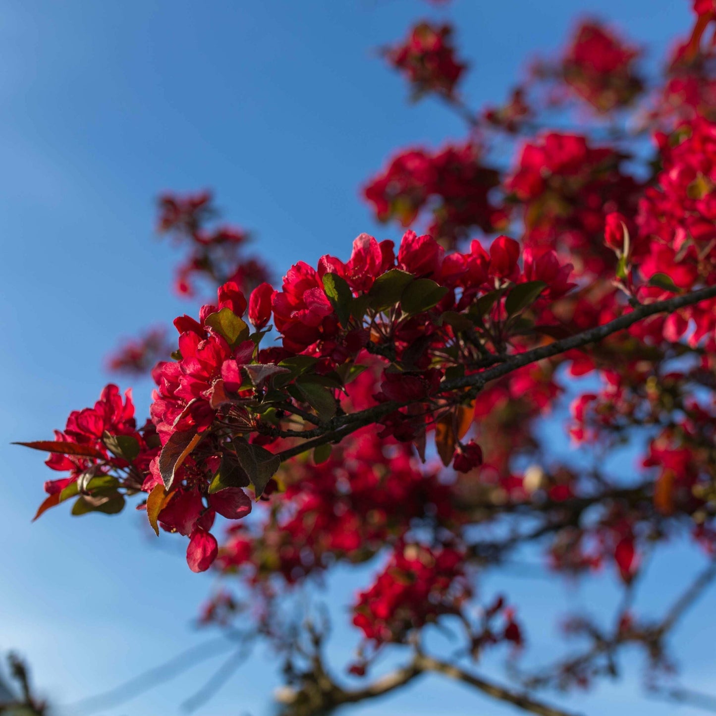 CHAENOMELES japonica 'Grand Rubra'
