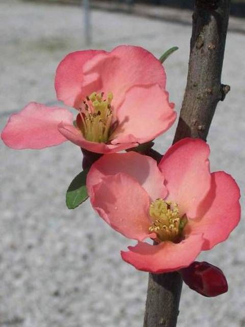 CHAENOMELES japonica 'Grand Rosea'