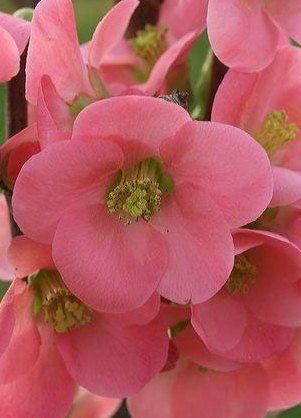 CHAENOMELES speciosa 'Eximia'