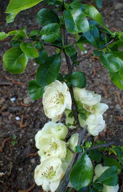 CHAENOMELES speciosa 'Kinshiden'