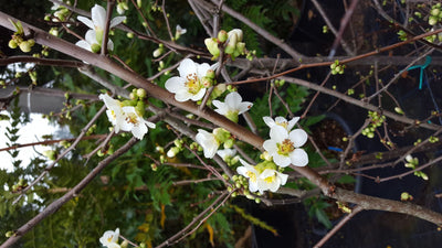 CHAENOMELES speciosa 'Nivalis'