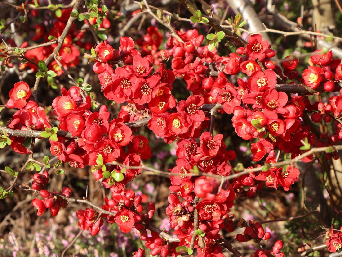 CHAENOMELES x superba 'Red Joy'