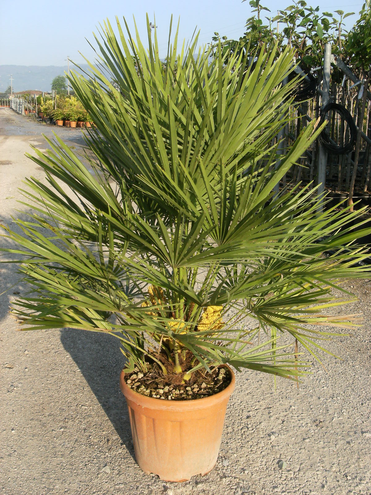 CHAMAEROPS humilis