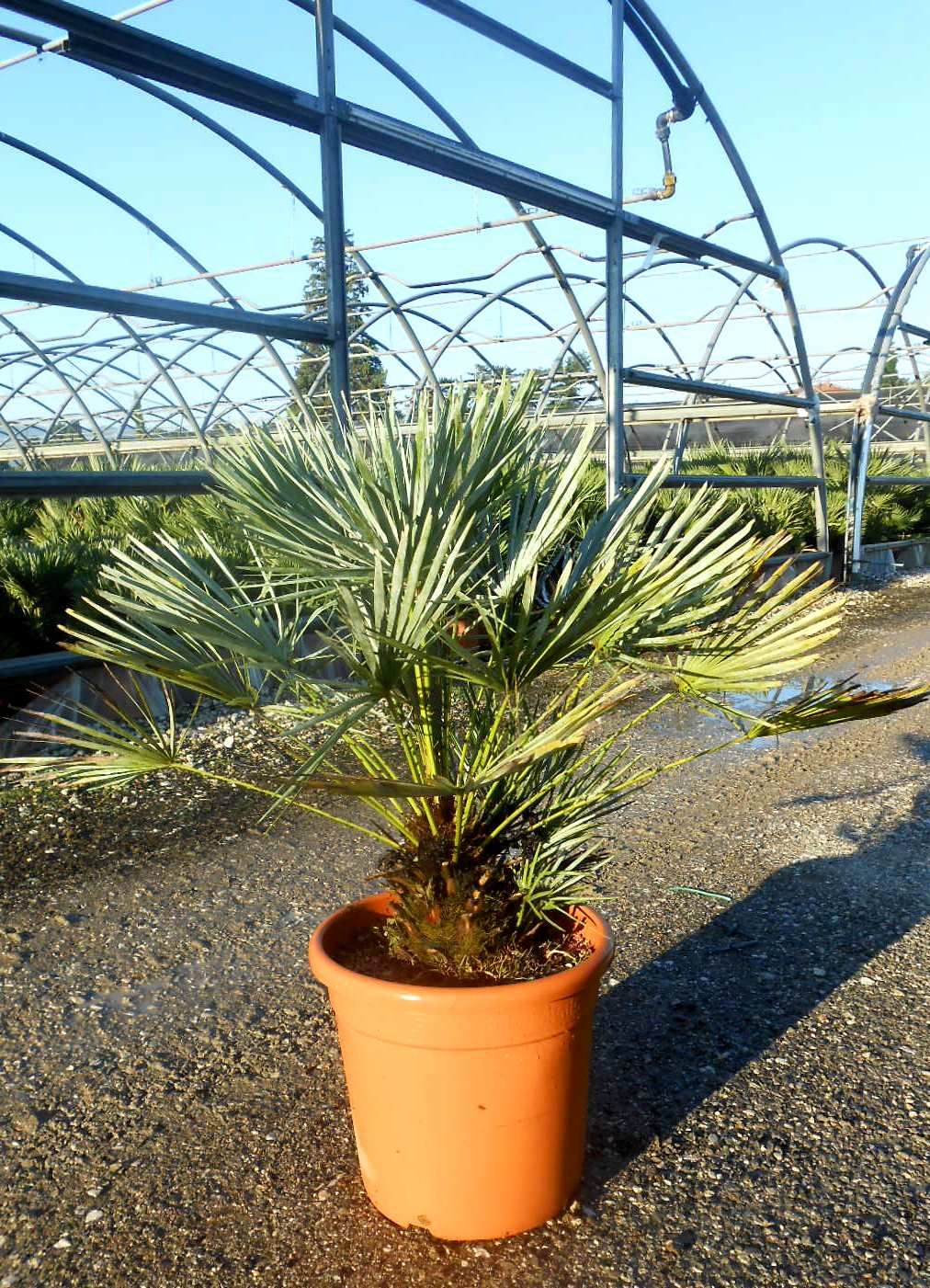 CHAMAEROPS humilis 'Cerifera'