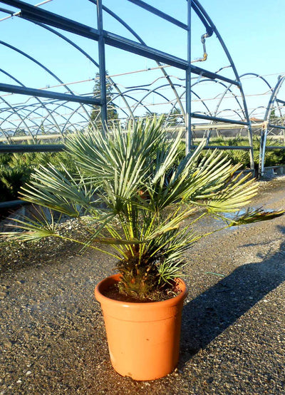 CHAMAEROPS humilis 'Cerifera'