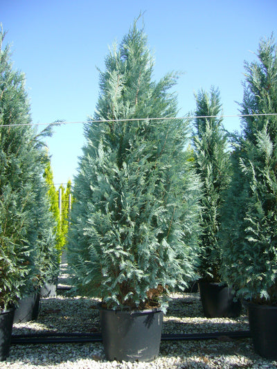 CHAMAECYPARIS lawsoniana 'Columnaris Glauca'