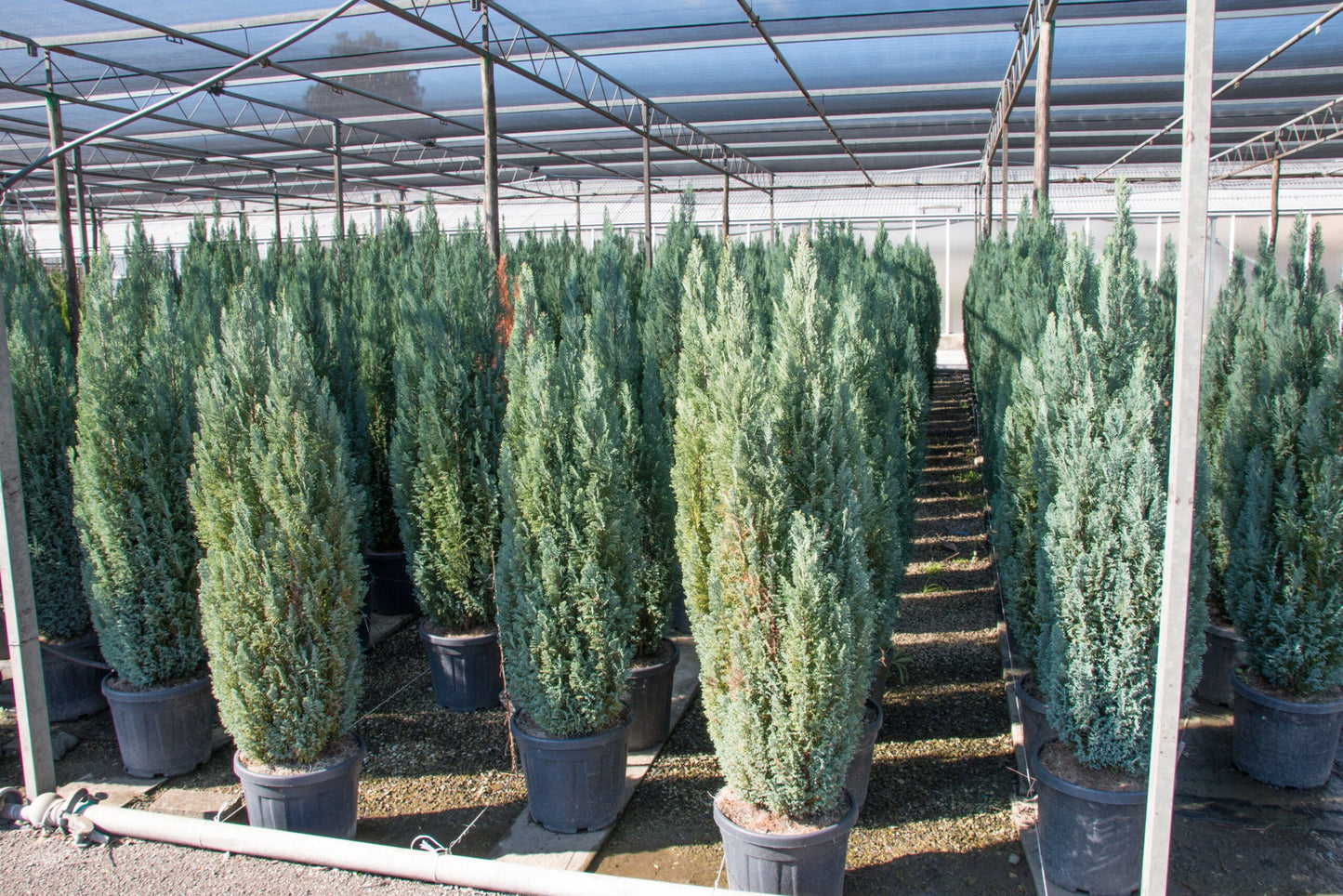 CHAMAECYPARIS lawsoniana 'Elwoodii'
